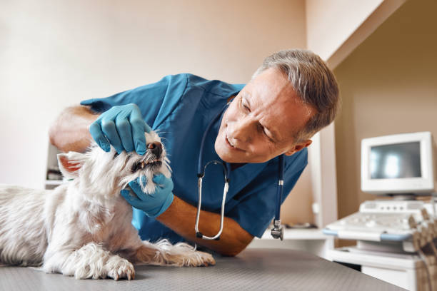 Best Cosmetic Emergency Dentistry in Rock Hill, MO